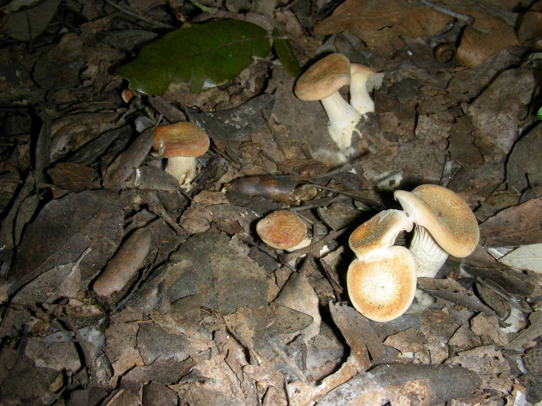 1631 Aprile vecchio ritrovamento